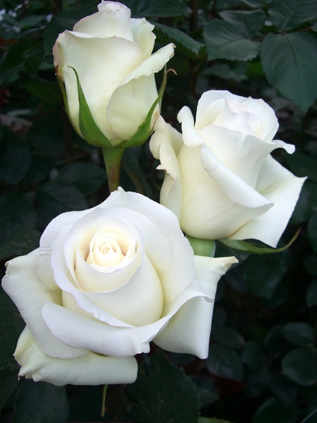 Rose Anastasia Rose Standard Roses Fleurs Par Catégorie Sierra